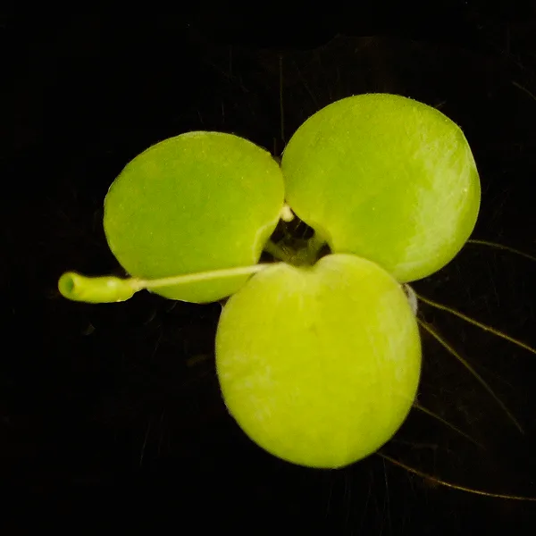 American Frogbit