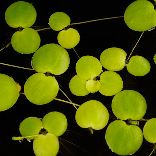 American Frogbit