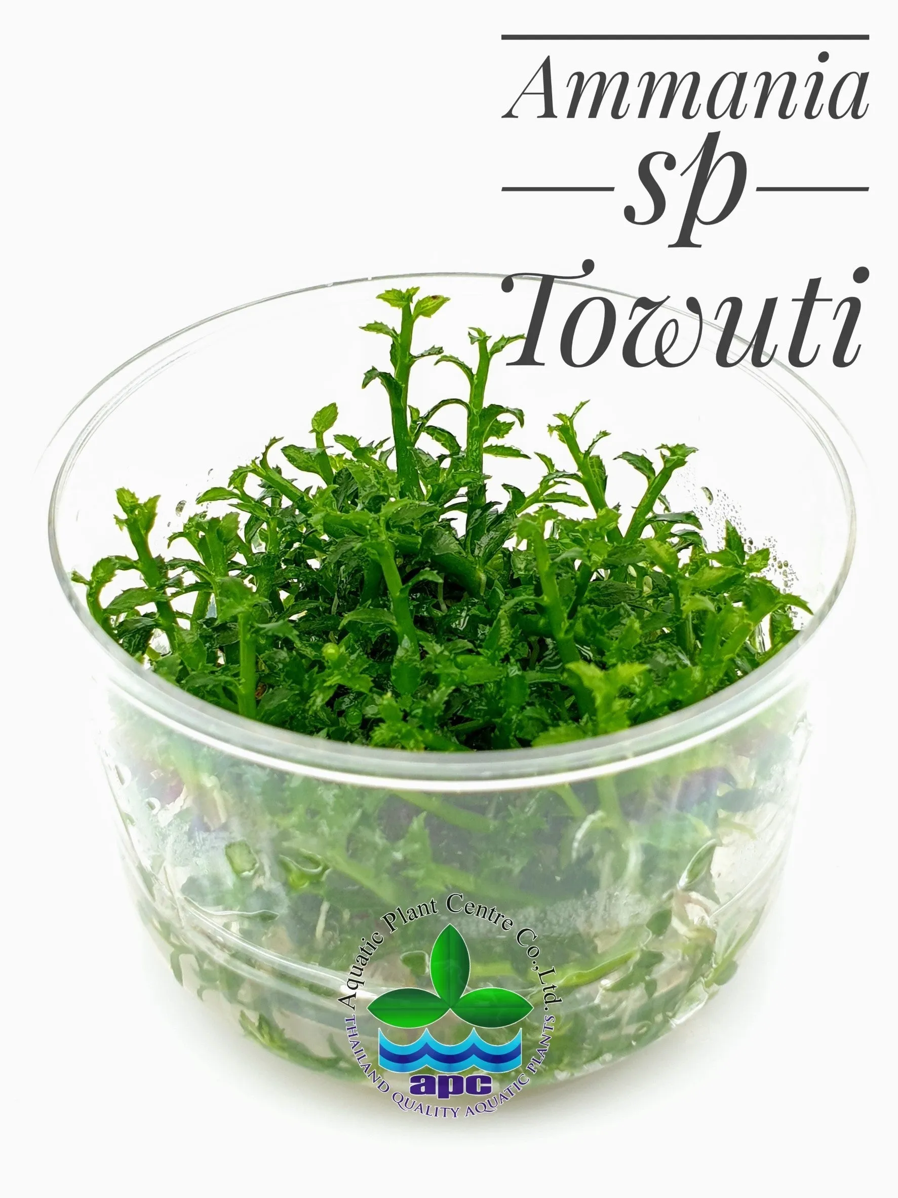 Ammania sp Towuti TC Cup