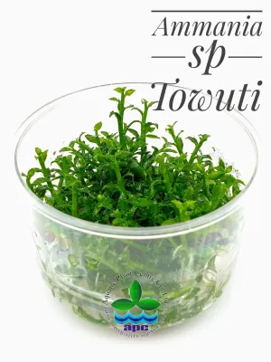 Ammania sp Towuti TC Cup