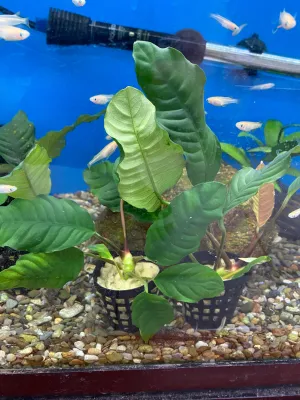 Anubias barteri 'Coffeefolia'
