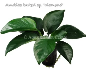 Anubias barteri Diamond