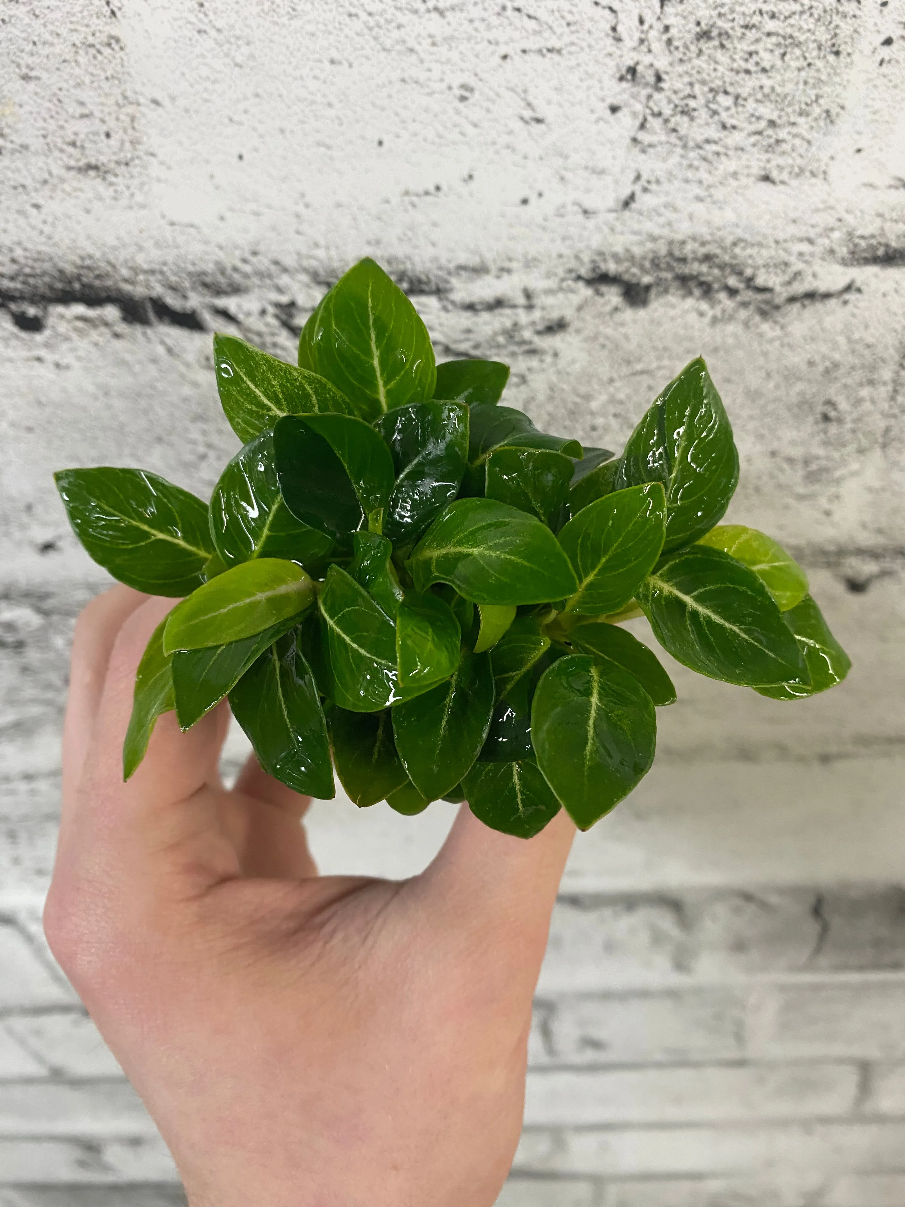 Anubias 'Giant Stardust'