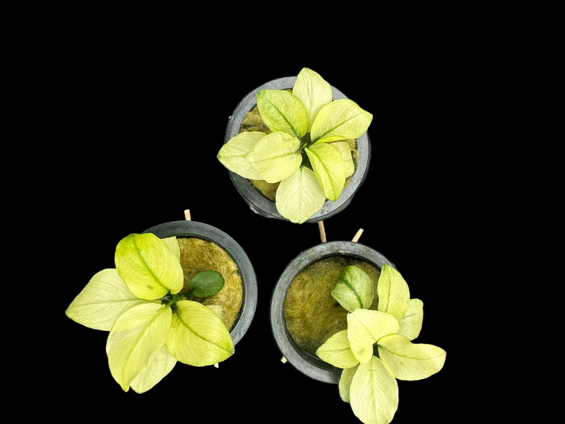 Anubias sp. Broad White