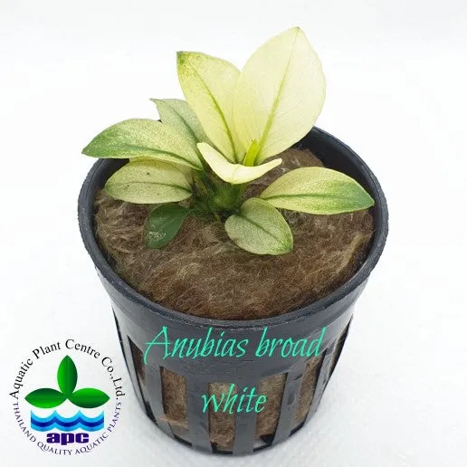 Anubias sp. Broad White
