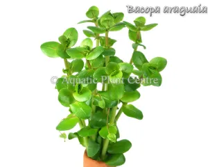 Bacopa salzmannii var 'Araguaia' - Potted