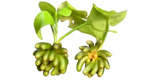 Banana Plant (Aquatic)