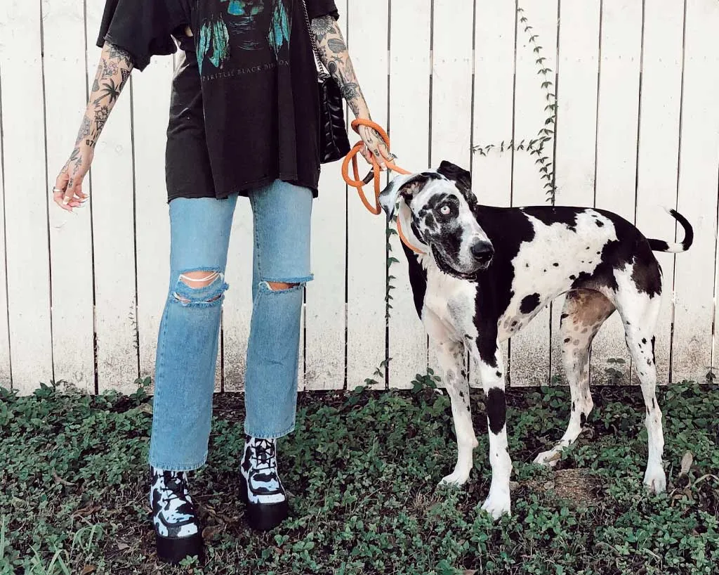 Black & White Cow Print Nosebleed Boot