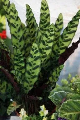 Bring Home the Majestic Beauty of Calathea Insignis - Rattlesnake Plant