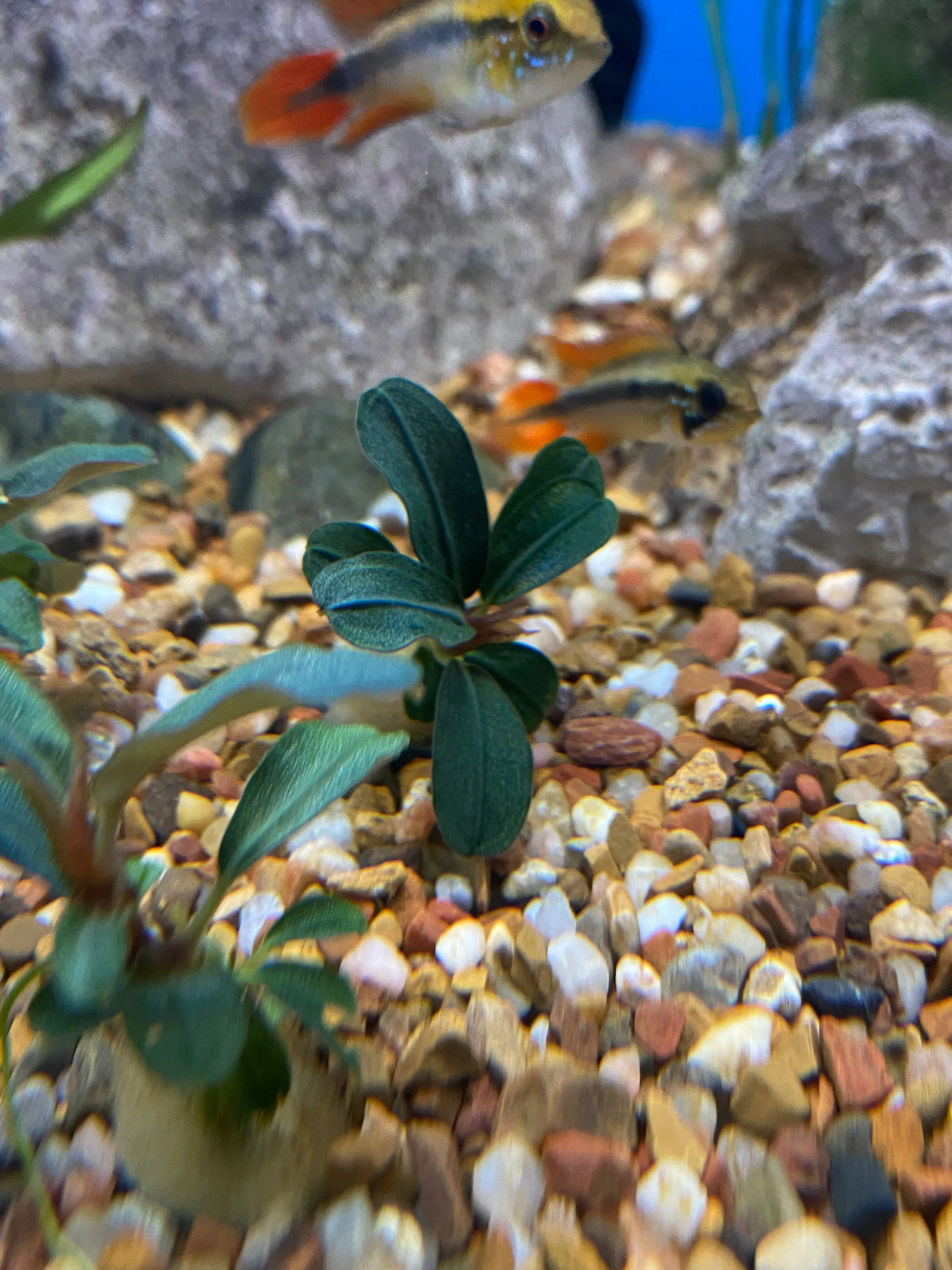 Bucephalandra Kedagang Mini Round