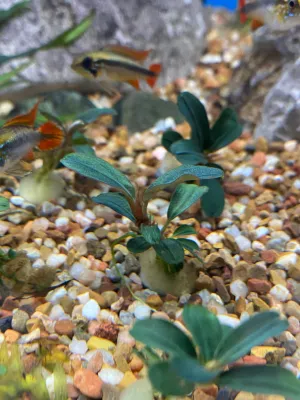 Bucephalandra Kedagang Mini Round