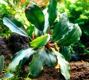 Bucephalandra Rainbow Marble