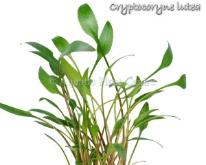 Cryptocoryne lutea