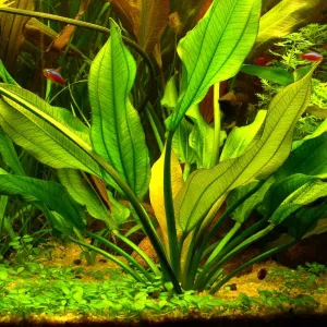 Echinodorus ascherianus