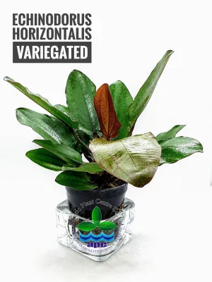 Echinodorus horizontalis variegated