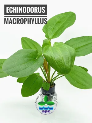 Echinodorus macrophyllus