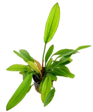 Echinodorus Red Diamond