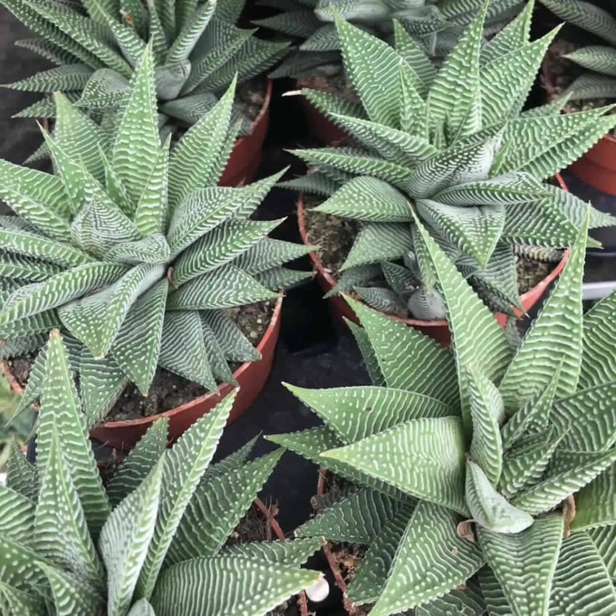 Fairy Washboard 'Spider White' (Haworthiopsis limifolia)