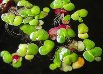 Giant Duckweed