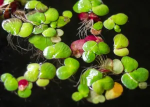 Giant Duckweed