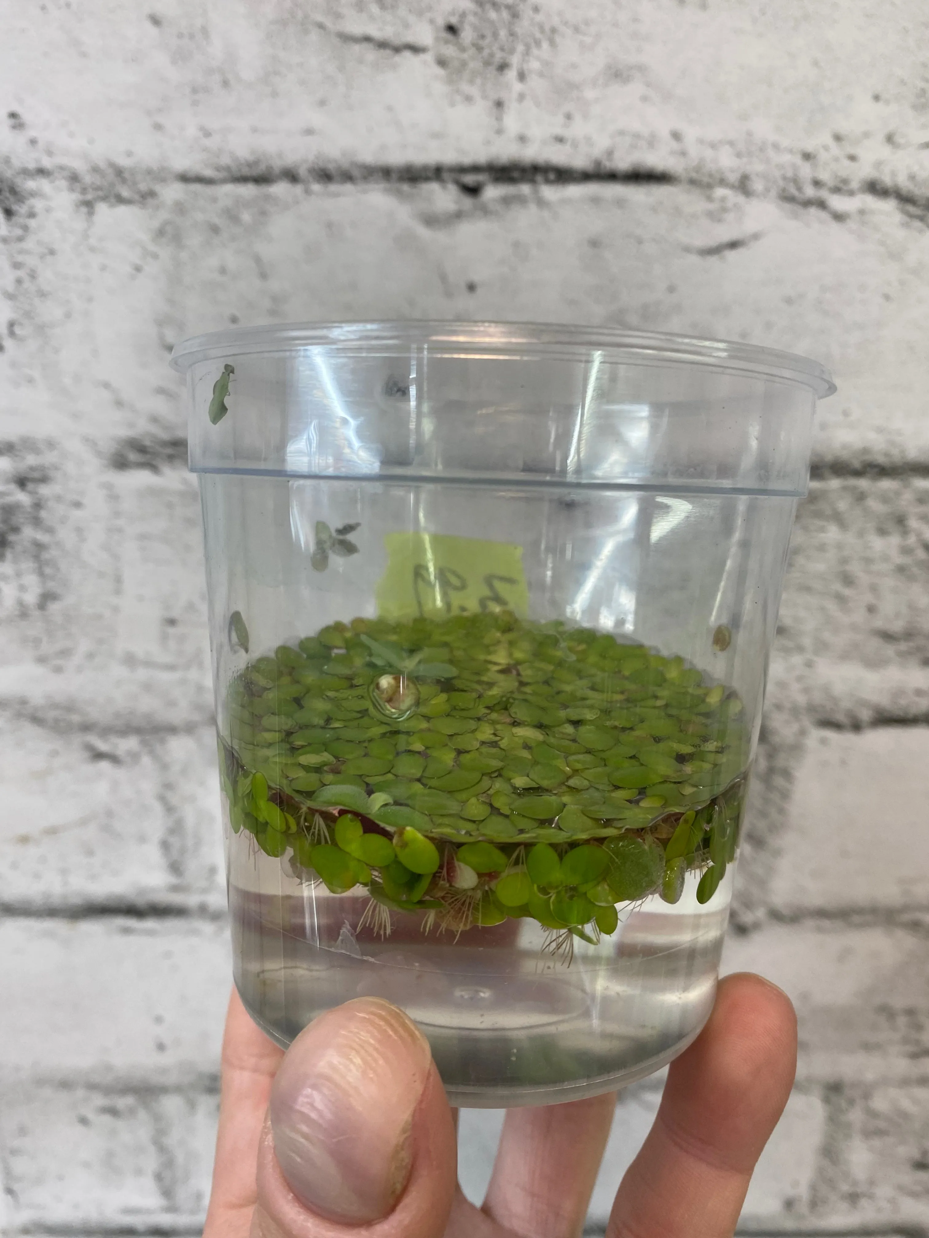 Giant Duckweed
