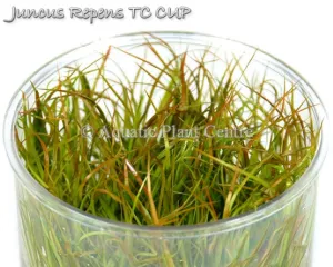 Juncus repens TC Cup