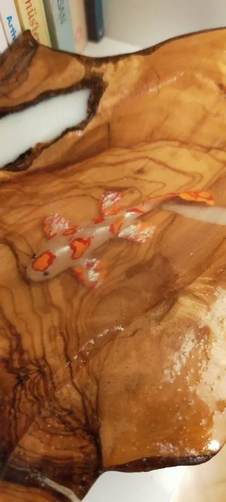 Koifish in resin, gift for friend, Aquarium Look, Housewarming gift
