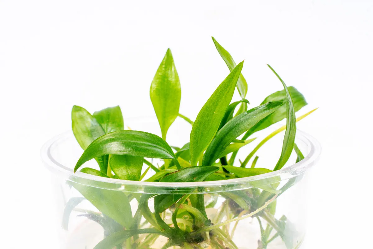 Lagenandra Thwaitesii