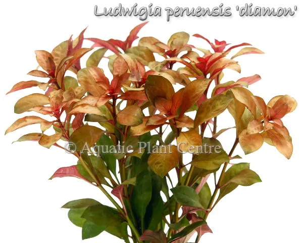 Ludwigia glandulosa 'Peruensis Diamon' - Potted