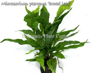 Microsorum Broad Leaf