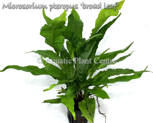 Microsorum Broad Leaf