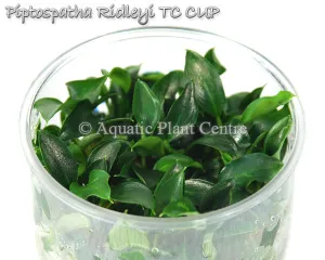 Piptospatha ridleyi TC cup