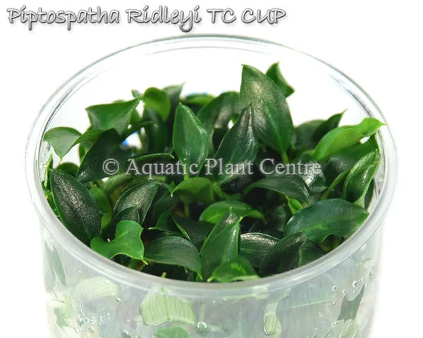 Piptospatha ridleyi TC cup