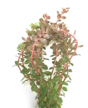 Rotala rotundifolia Reddish (Vietnam)
