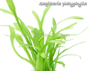 Sagittaria platyphylla