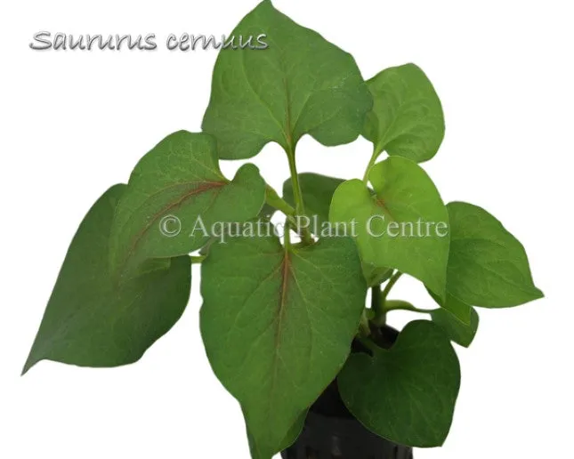 Saururus cernuus