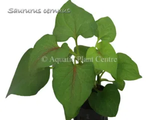 Saururus cernuus