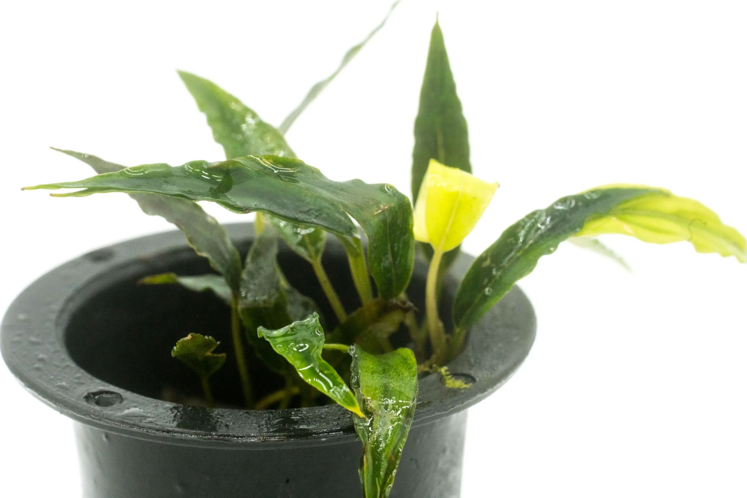 Schismatoglottis Roseospatha