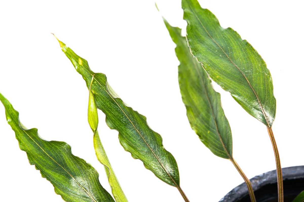 Schismatoglottis Roseospatha