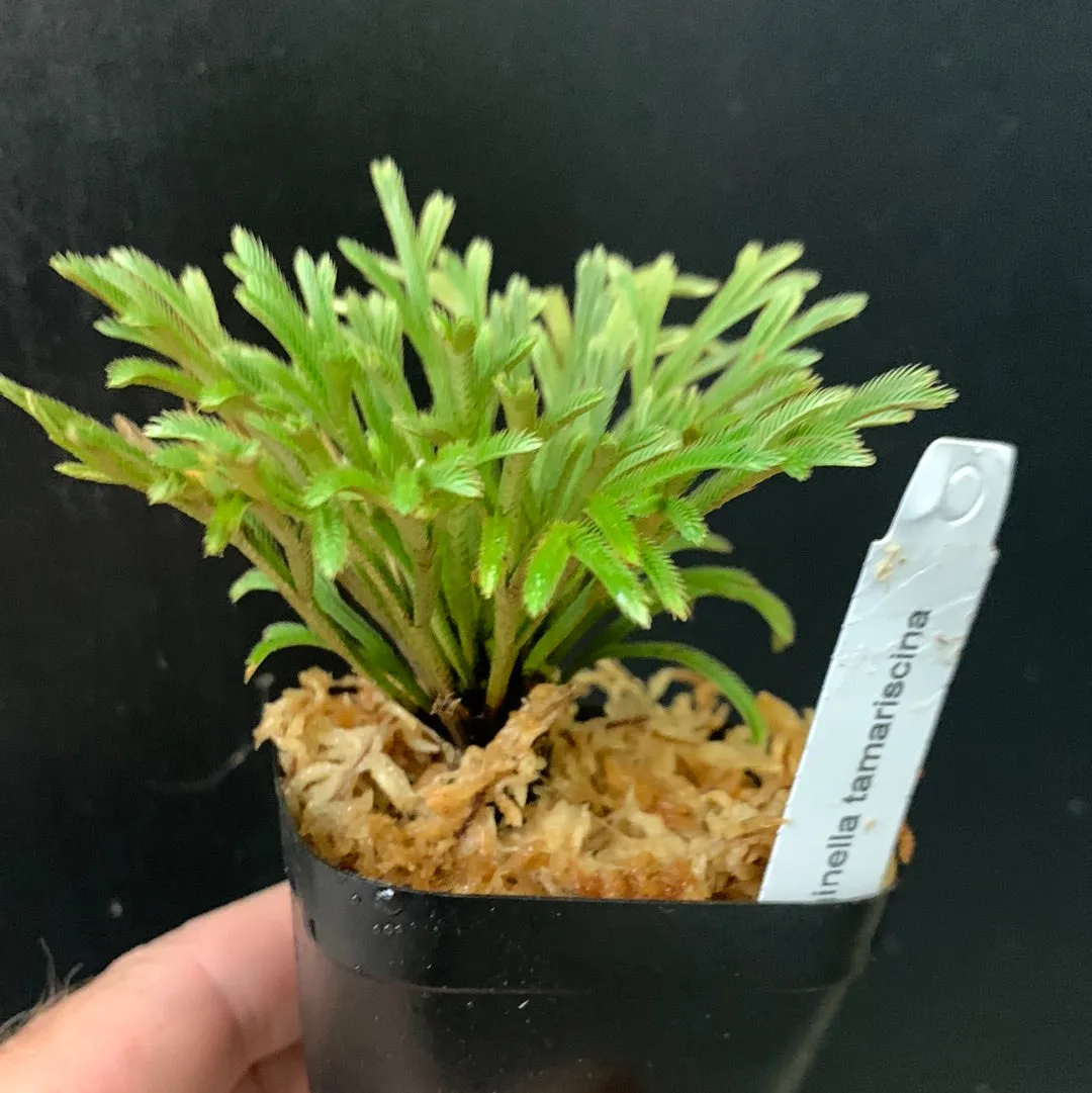 Selaginella tamariscina
