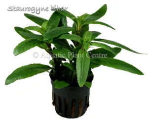 Staurogyne Sp. Bihar