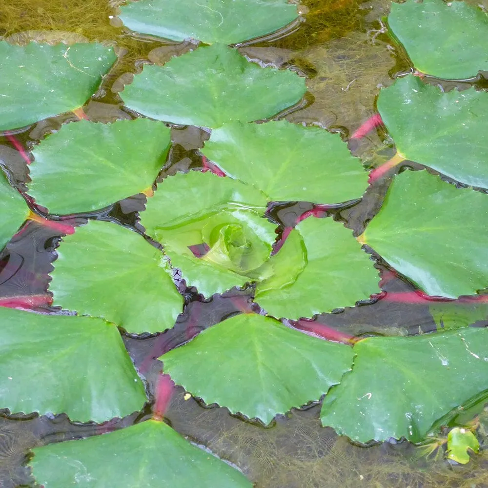 Trapa Natans Aquatic Pond Plant - Water Chestnut
