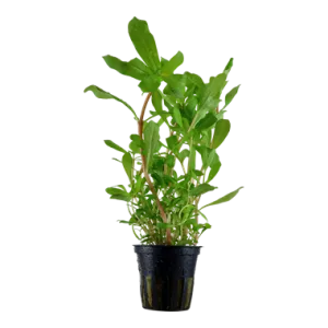 Tropica Ammannia crassicaulis