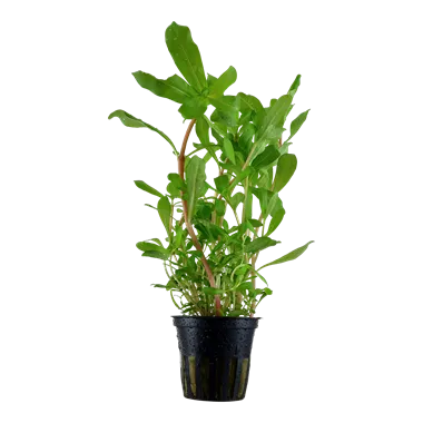 Tropica Ammannia crassicaulis