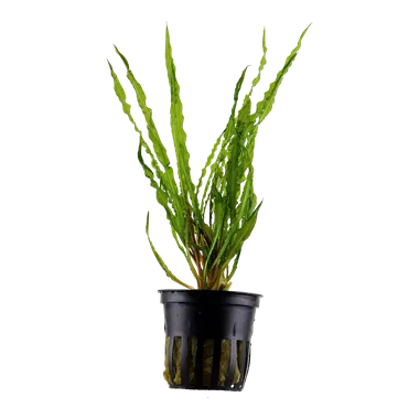 Tropica Cryptocoryne crispatula