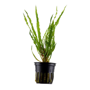 Tropica Cryptocoryne crispatula