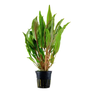 Tropica Cryptocoryne undulata Broad Leaves