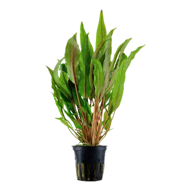 Tropica Cryptocoryne undulata Broad Leaves