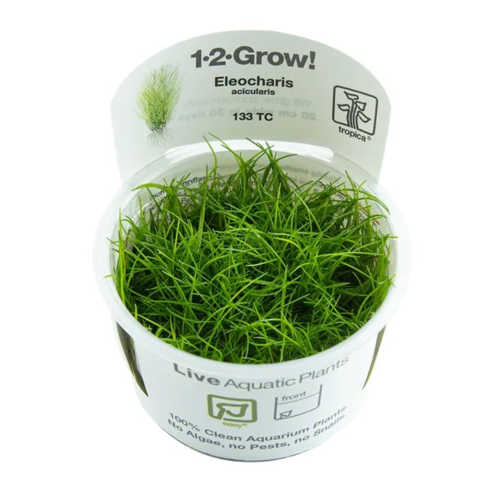 Tropica Eleocharis acicularis 1-2-Grow