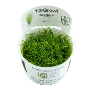 Tropica Eleocharis acicularis 1-2-Grow